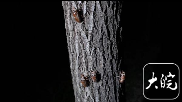 仁信优配  太和一基地金蝉销售火爆：“金疙瘩”还未钻出土，已被预订完了_大皖新闻 | 安徽网
